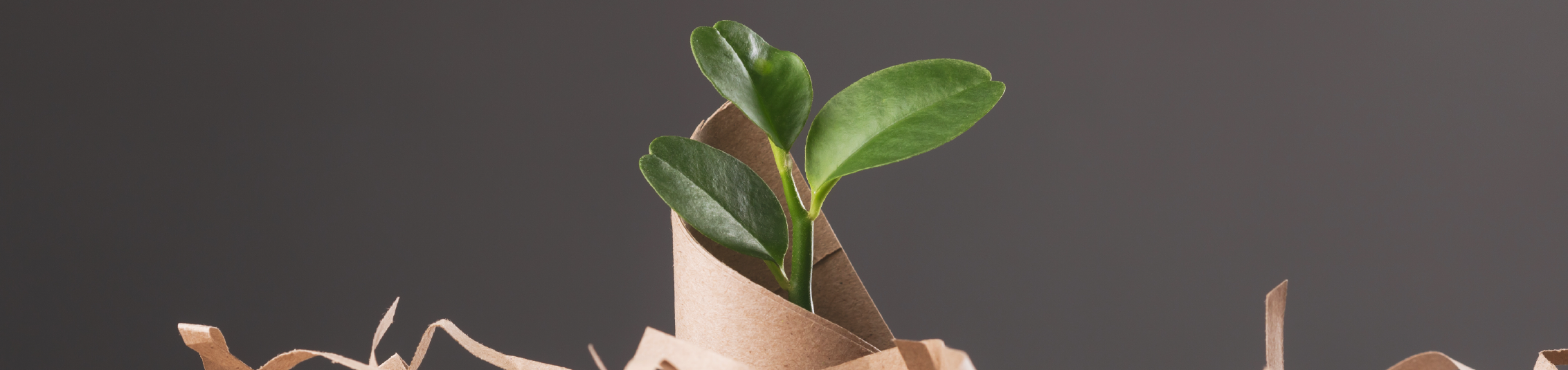 blog-font-porexcarton4